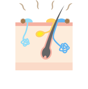 아포크린 땀샘 사진