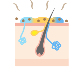 혼합형 땀샘 사진